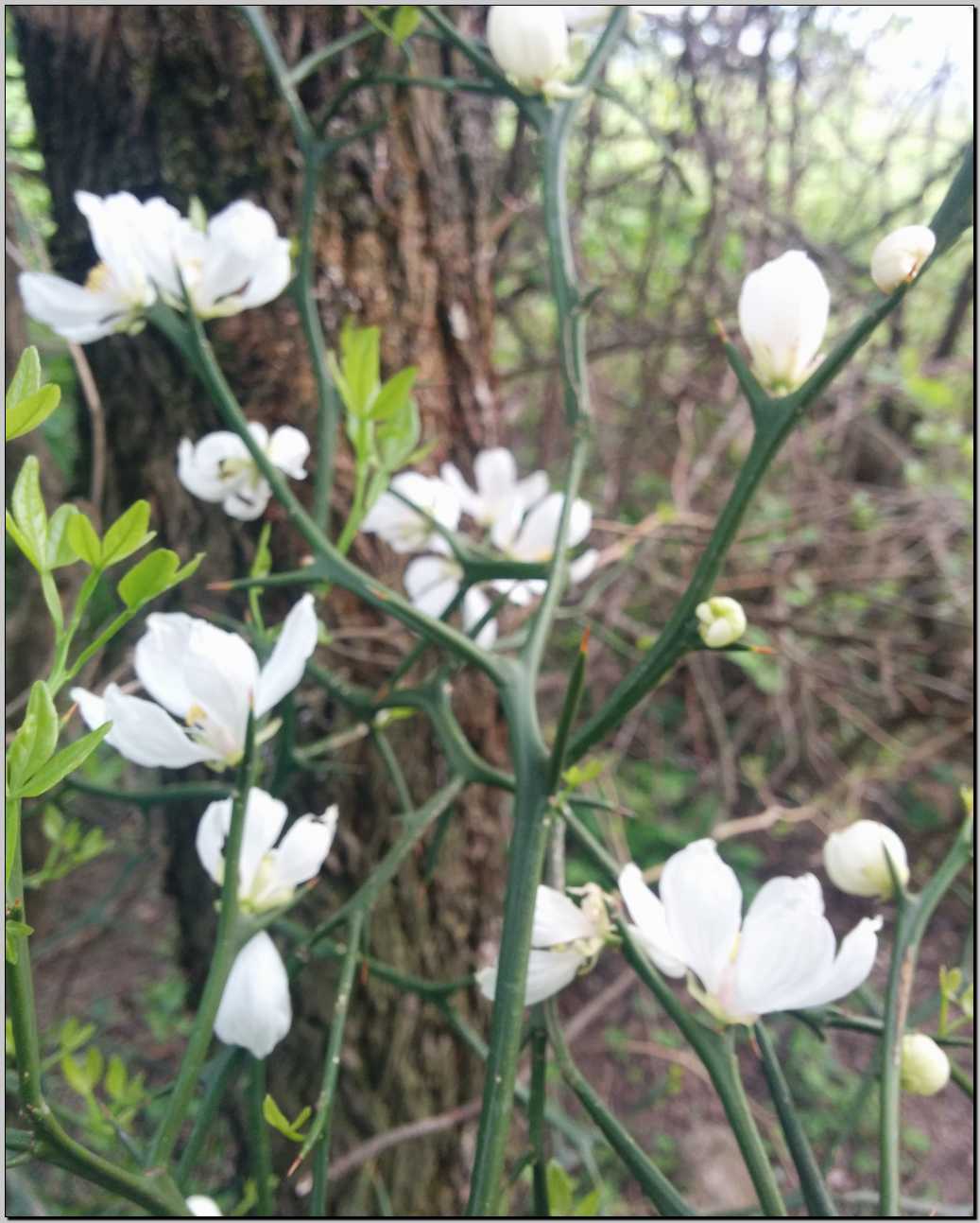 Poncirus trifoliata